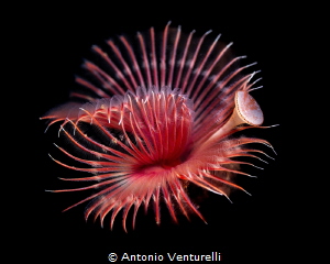 Serpula vermicularis_Sept 2025
(Canon RF100,1/200,f8,iso... by Antonio Venturelli 